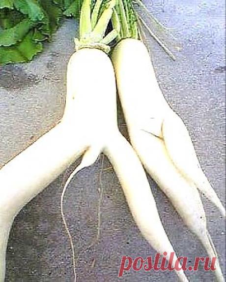 Одноклассники