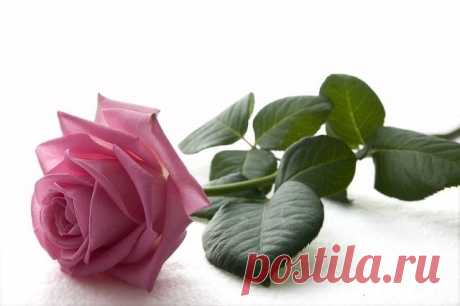 Nikolai Popruga - among friends - social network