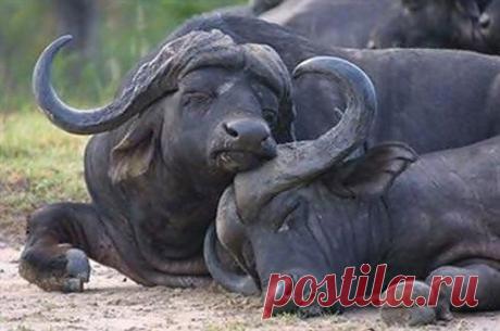 Очаровательные «подушки» / Питомцы