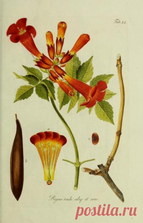 Общее древовидение в Австрии: или изображения отечественных и зарубежных деревьев и кустарников, посадка которых возможна и полезна в Австрии: Шмидт, Франц, 1751-1835 гг.: Бесплатная загрузка, заимствование и потоковая передача: Интернет-архив