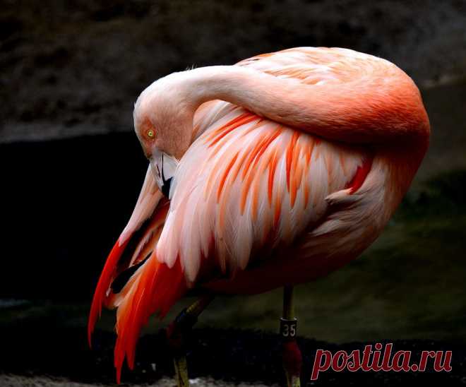 Фламинго — птица утренней зари