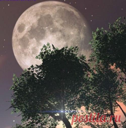 Лунный посевной календарь садоводов огородников на 2017 год | Дачный участок