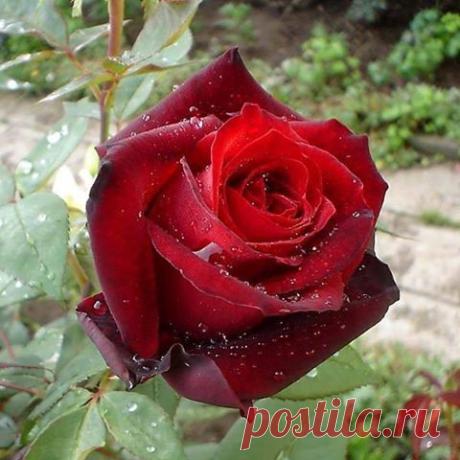 (15) Facebook