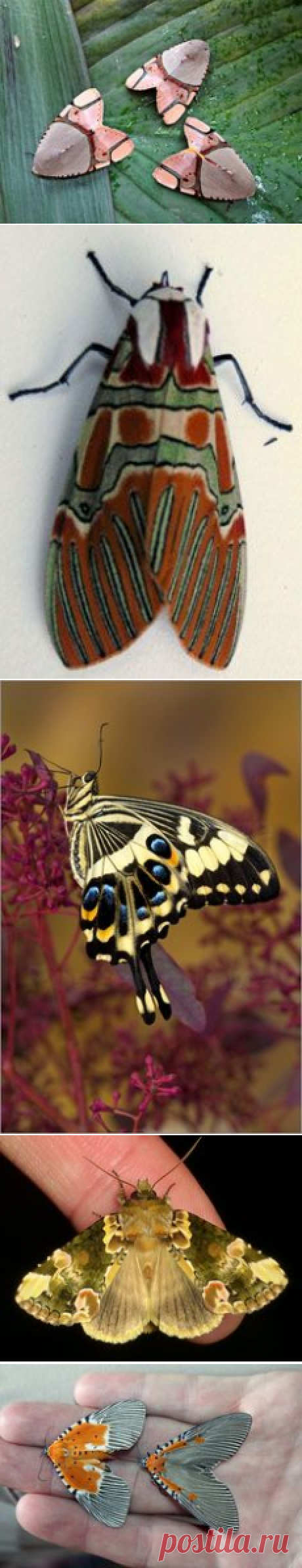 (892) leaf roller moth. | our neighbours