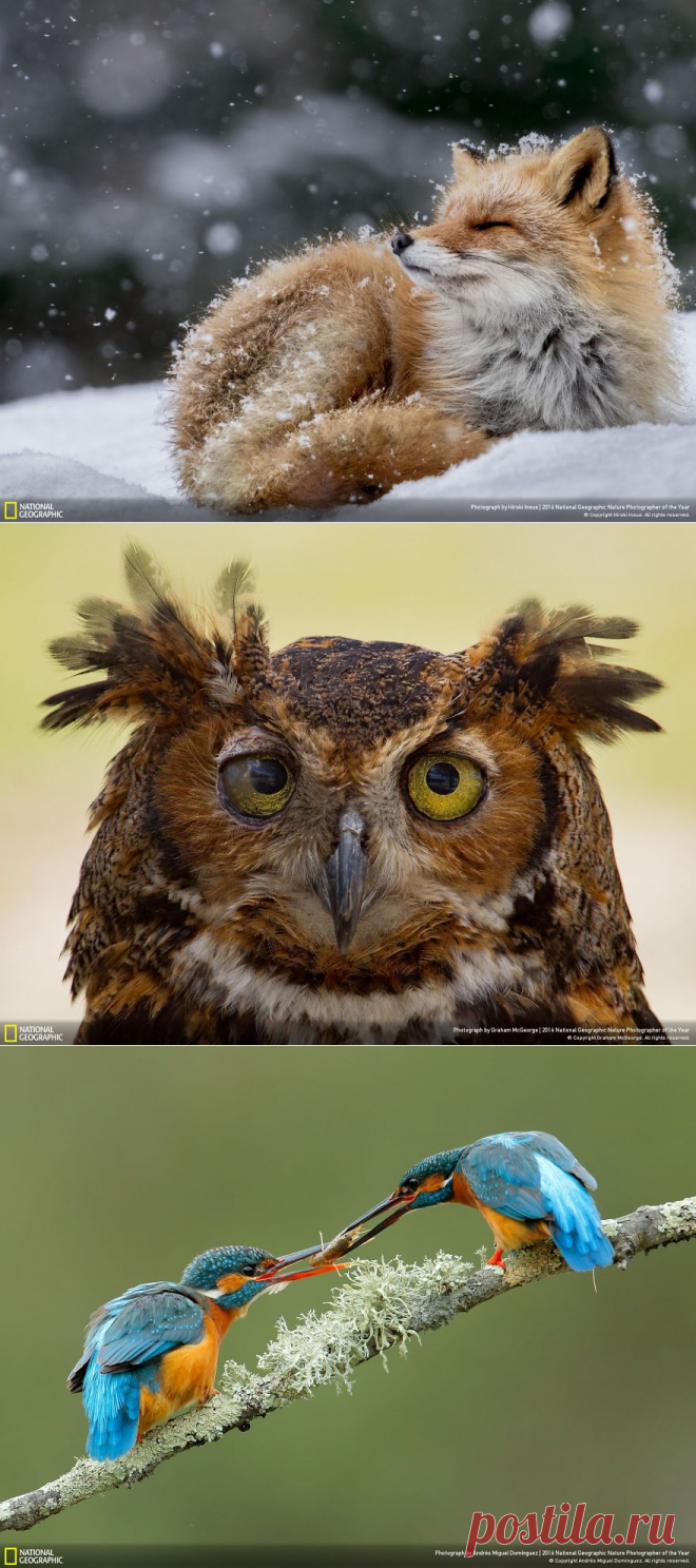 Финалисты конкурса фотографии дикой природы National Geographic Nature Photographer 2016 | MixStuff