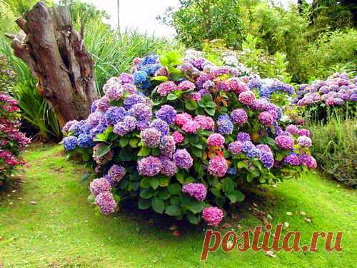 «Цветок — фиолетовое солнце» покорит ваше сердце 
Гортензия — настоящая любимица большинства садоводов. Еще бы! Этот неприхотливый утонченный цветок способен украсить любой сад. Название свое гортензия получила в честь сестры принца Священной Римско…