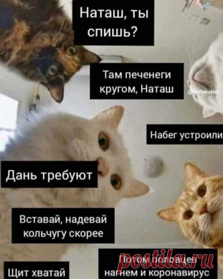 Наташ, ты спишь?: подборка мемов с котиками Наташи, которые