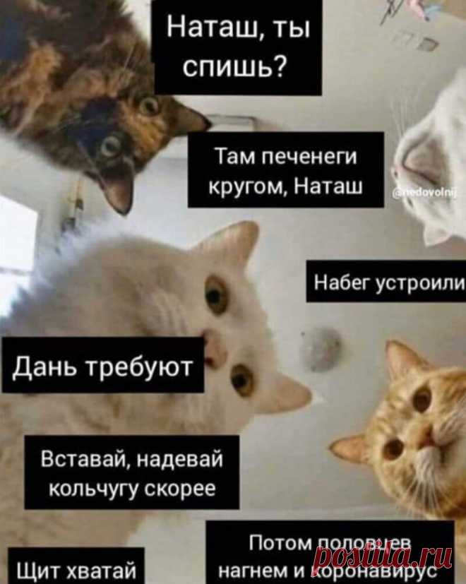 Наташ, ты спишь?: подборка мемов с котиками Наташи, которые