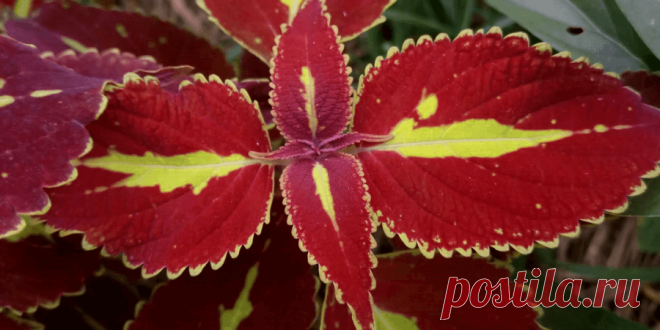 Колеус (Coleus Saturn): фотогалерея сорта ~ Planetalsad
