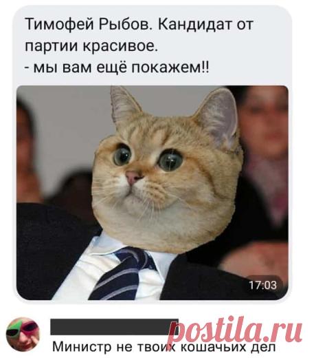 Лучшие шутки и мемы - Тимофей Рыбов. Рыжие коты