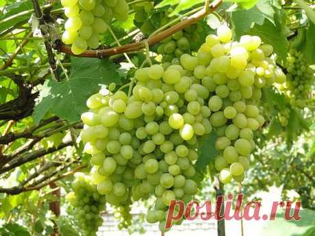 Сода в помощь огороднику