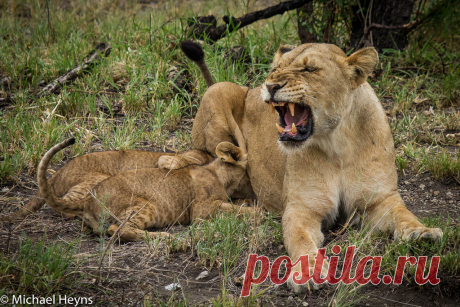 Lion Cubs | A rare sighting in the Kruger National park Sout… | Flickr