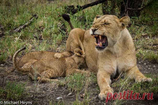 Lion Cubs | A rare sighting in the Kruger National park Sout… | Flickr
