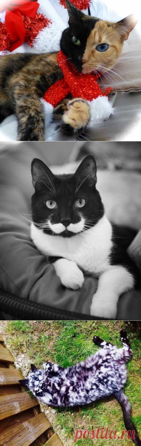10 кошек, которых раскрашивала сама природа
