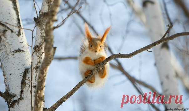 Автор фото: Анатолий Плоцкий.