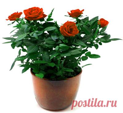 Цветы в доме / Pinme