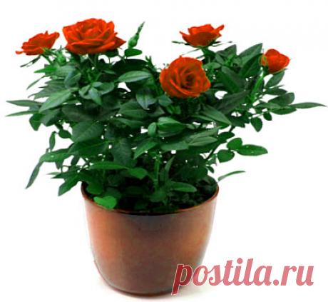 Цветы в доме / Pinme