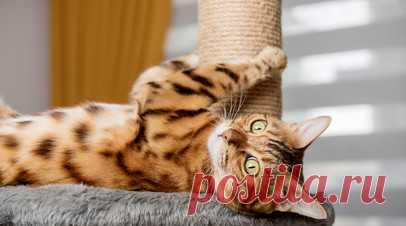 Ветеринар Тихенко: в доме с котом всегда должна быть когтеточка. Заместитель начальника Иркутской городской ветеринарной станции по борьбе с болезнями животных Александр Тихенко рассказал, что в доме, где живёт кот, всегда должна быть когтеточка. Читать далее