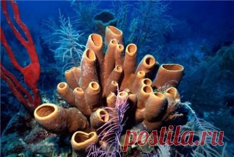 Правительство Белиза решило прекратить разведку нефти - Новости - ГОРНИЦА - дайджест новостей, авторские блоги