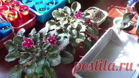 Как продлить жизнь старым кустам фиалки! Пересадка и омоложение!