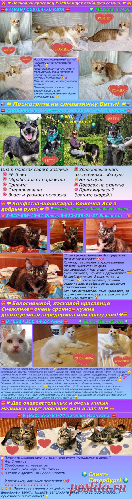 ❤Котик Ромик, 2 кошечки, 2 котёнка, собачка Бетти ищут хозяев!❤ – Зоомилосердие, пользователь Ирина Курбацкая | Группы Мой Мир