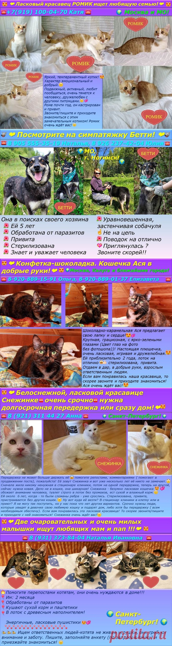 ❤Котик Ромик, 2 кошечки, 2 котёнка, собачка Бетти ищут хозяев!❤ – Зоомилосердие, пользователь Ирина Курбацкая | Группы Мой Мир