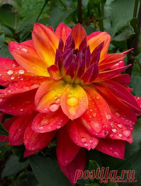 Hawaiian Dahlia 2 | Flickr - Photo Sharing!