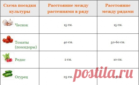 На каком расстоянии друг от друга высаживать овощи » Женский Мир
