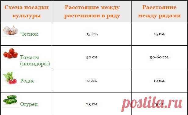 На каком расстоянии друг от друга высаживать овощи » Женский Мир
