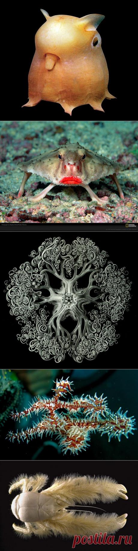 Удивительные морские существа &quot;с другой планеты&quot;.