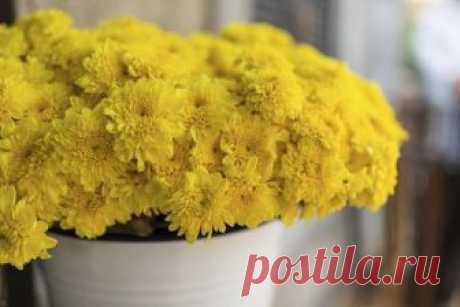 Хризантема в горшке уход в домашних условиях Одно из самых эффектных украшений террасы — хризантема в горшке, уход в домашних условиях за этим цветком несложен, а выглядит он очень нарядно, в буквальном смысле преображая окружающее пространство....