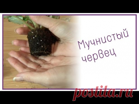 Мучнистый червец на фиалках