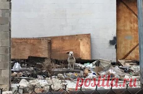 СОБАКА ЖДАЛА В РАЗРУШЕННОМ ДОМЕ, ЧТО КТО-ТО НАЙДЕТ ЕЕ Никто не знает, сколько времени эта одинокая собака провела в руинах здания, ожидая своего героя. Но когда Майк Дизель остановился рядом, стало ясно, что слишком долго.

Дизель получил сообщение от кого-то, кто увидел собаку в разрушенном дверном проеме старого здания в юго-западном Детройте (Мичи