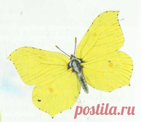 бабочка лимонница фото - 2 205 картинок. Поиск Mail.Ru
