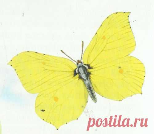 бабочка лимонница фото - 2 205 картинок. Поиск Mail.Ru