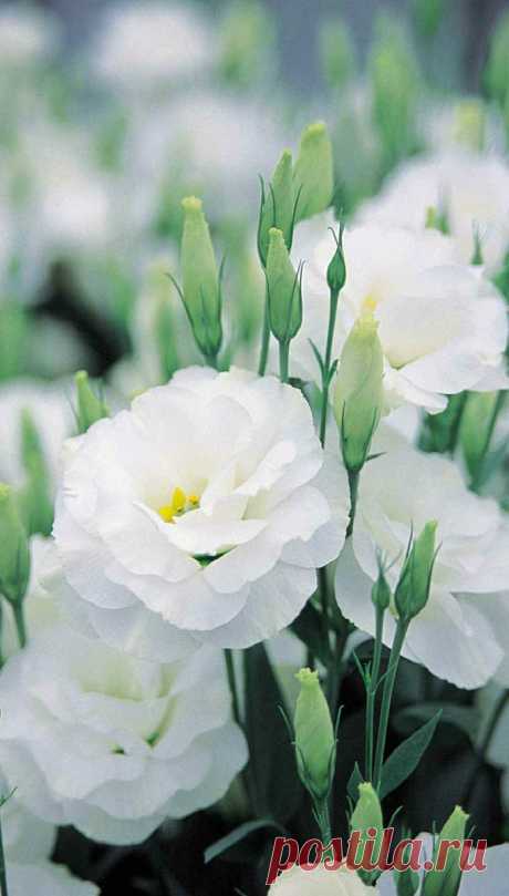 Double Lisianthus