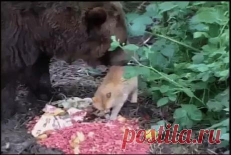 (42) Одноклассники