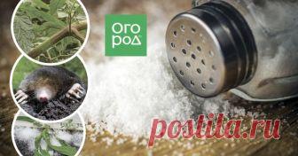 Поваренная соль на даче – необычные способы применения Поваренную соль можно использовать не только на кухне, но и в огороде. Средство это дешевое, доступное и достаточно эффективное. Главное, правильно приготовить препарат для каждого случая.