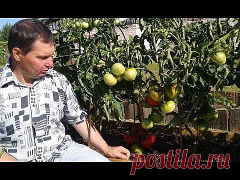 Фейерверк | Все про помидоры (томаты) - видео, фото, отзовы