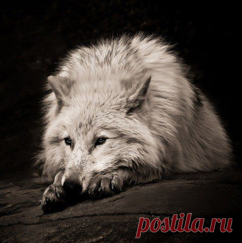 Одинокий волк