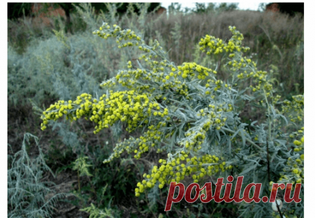 ГОРЬКИЙ «ЧАЙ» ДЛЯ КОЛОРАДА — Копилочка полезных советов