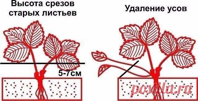 ОБРЕЗКА ЛИСТЬЕВ И УСОВ КЛУБНИКИ- КОГДА, КАК И ЗАЧЕМ?