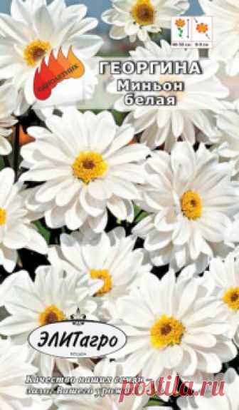 Семена. Георгина 