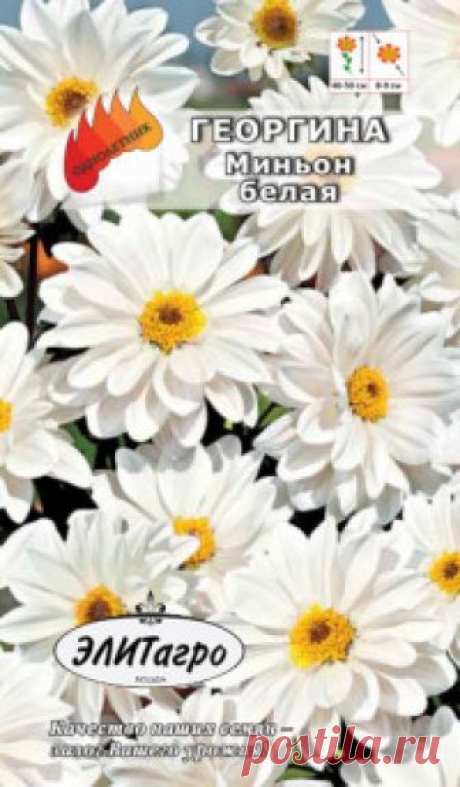 Семена. Георгина "Миньон Белая", однолетник (вес: 0,1 г) Всхожесть: 95%.
Наполните сад пылающим многообразием георгин, и Вы всегда будете окружены радугой живых цветов. Это компактное невысокое растение (35 см), покоряет своими крупными, до 10 см в диаметре, яркими нарядными цветками самой разнообразной окраски. Цветение обильное и...