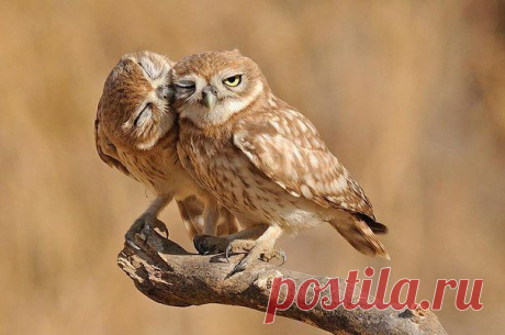 С полуслова ))))
- Дорогой, мне нужно тебе кое-что сказать...
- Четко и по существу!
- Пять тысяч рублей :)