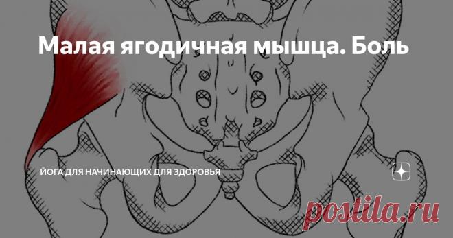 Малая ягодичная мышца. Боль Статья автора «Йога для начинающих для здоровья» в Дзене ✍:  Малая ягодичная мышца располагается под средней ягодичной мышцей и функционирует совместно с ней, обеспечивая стабильность таза и отведение