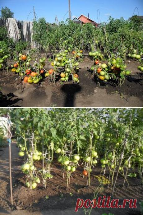 Дача ВИКТОРиЯ: Как вырастить помидоры без рассады? Опыт огородников.