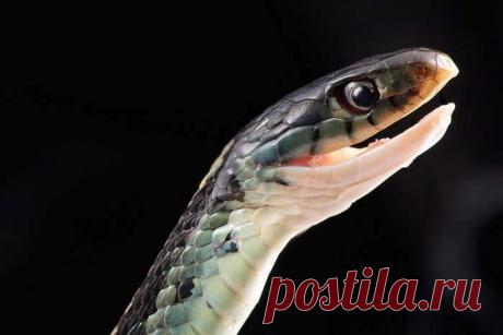 10 красивейших змей планеты: Чёрный полоз