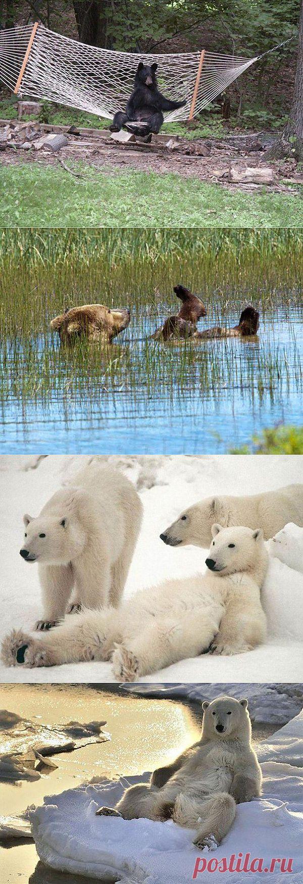 (+1) тема - Учимся отдыхать, как медведи | Четвероногий юмор