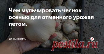 Чем мульчировать чеснок осенью для отменного урожая летом. Посадкой озимого чеснока все занимаются в разное время. Все  зависит от погодных условий и самого региона, где высаживается чеснок. В  связи с этим, сроки посадки составляют почти пол года: август-декабрь.
Однако правильно высадить чеснок - это лишь пол дела, но ведь нам нужно,  чтобы он легко перенес зиму, не взошел раньше срока. Плюс ко всему, нам  нужно получить большой и здоровый урожай.
На св